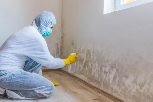 Professional mold removal team in Alto